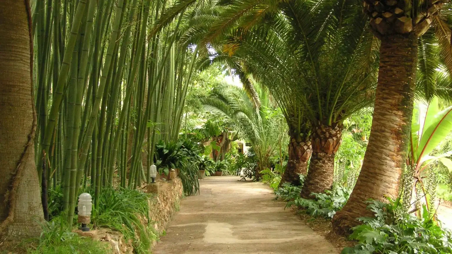 Тропик парк. Тропический лес в Майами. Park Tropical. Парки в тропиках. Абхазия тропики.